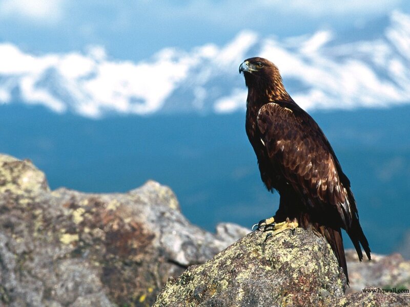 Golden Eagle on Rock