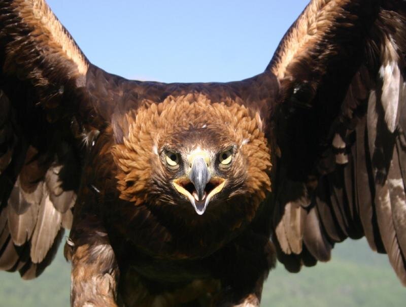 Golden Eagle with Wings Spread