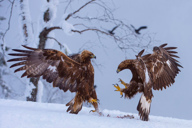 Golden Eagles Fighting — Brown, Dramatic
