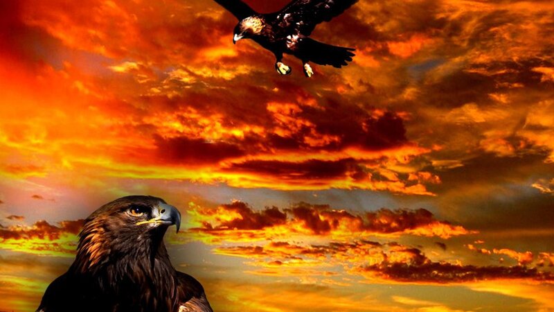 Golden Eagles in Sky