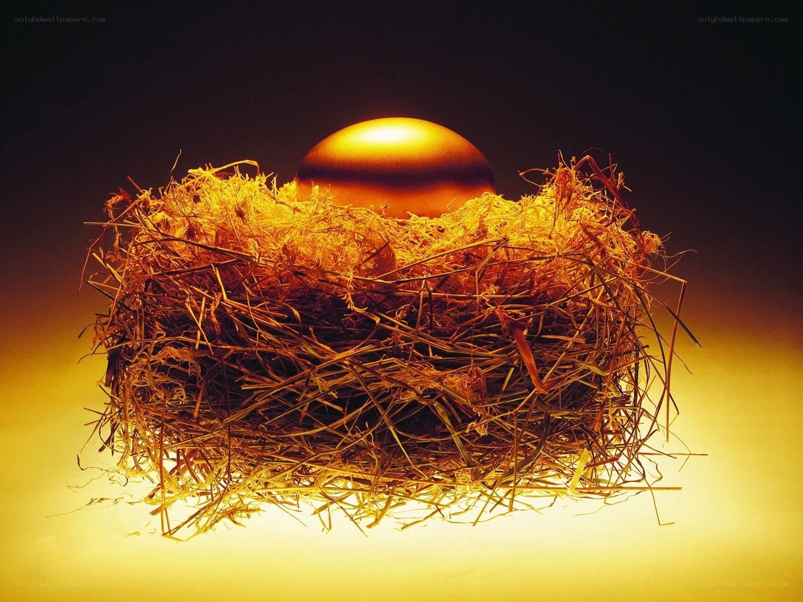 golden egg in a nest