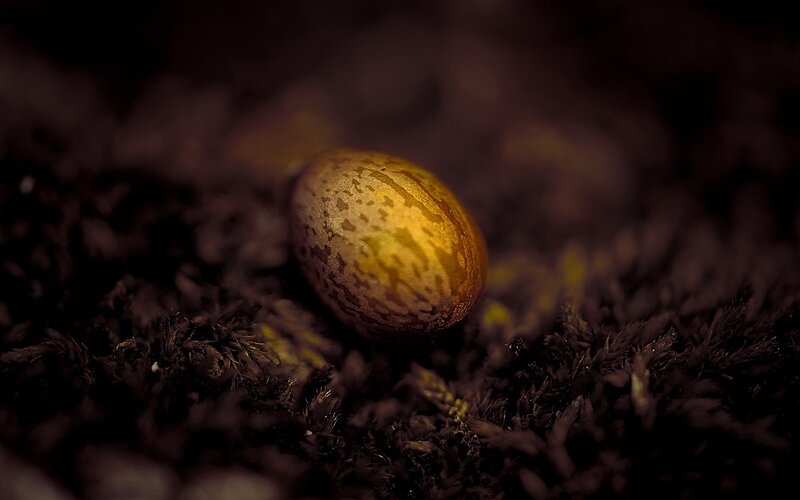 Golden egg in moss