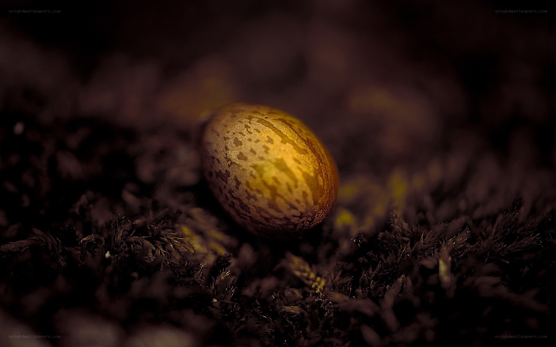 Golden egg in moss