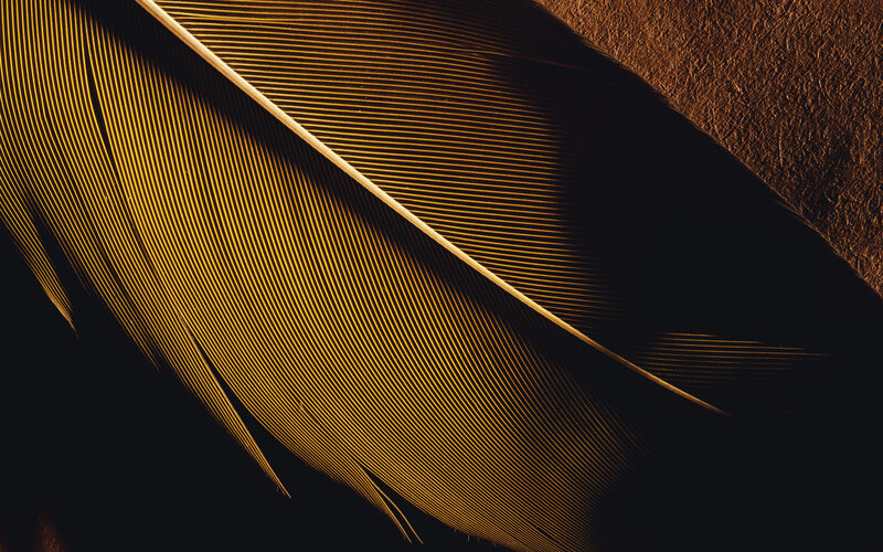 Golden Feather Close-up — Gold
