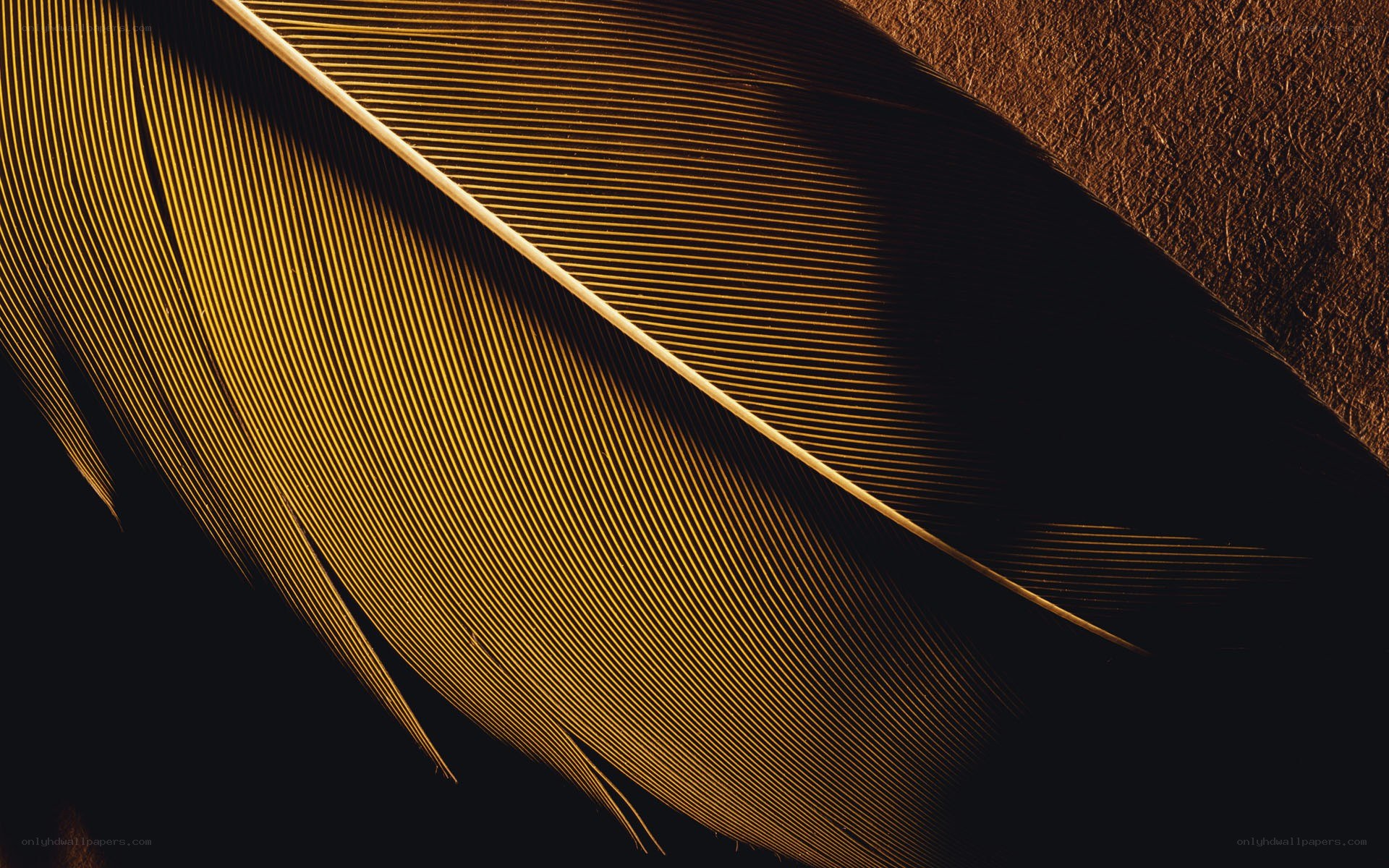 golden feather close-up