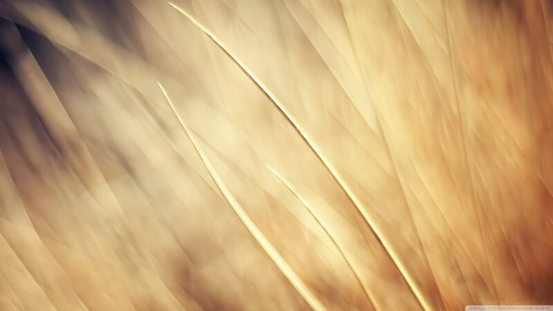 Golden Feather Texture