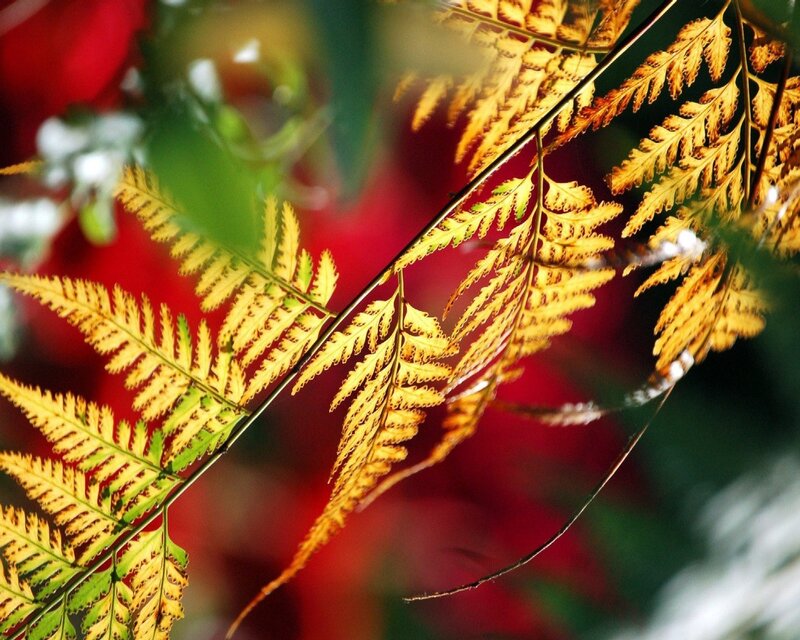 Golden fern fronds in sunlight