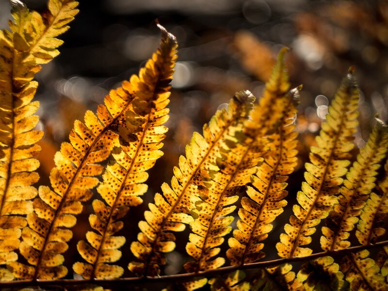 Golden Fern Fronds