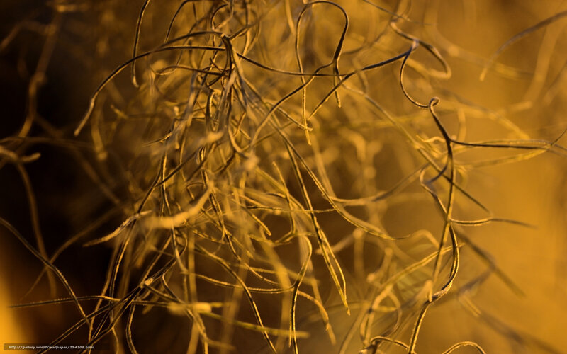 Golden fibers in close-up