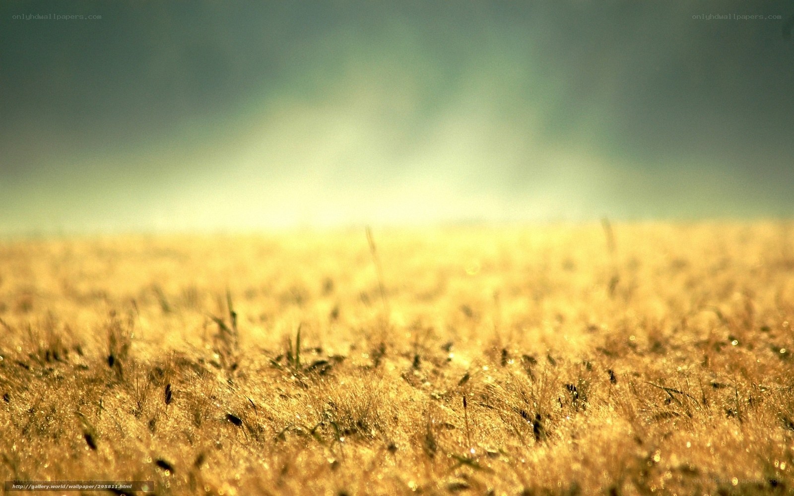 Golden field at sunrise
