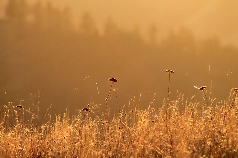 Golden field at sunrise