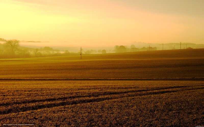 Golden Field at Sunrise — Gold
