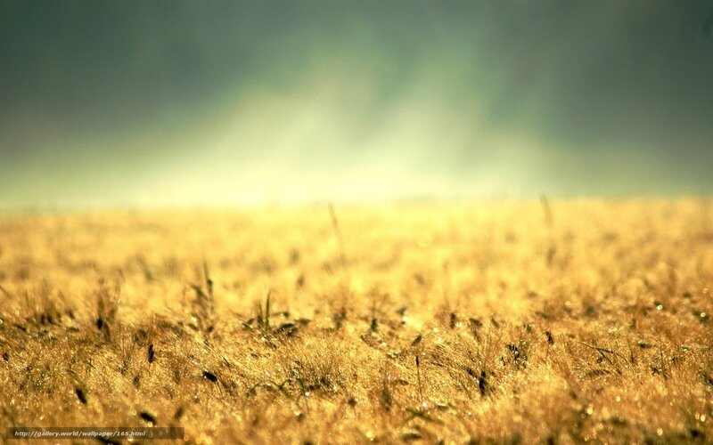 Golden field at sunrise