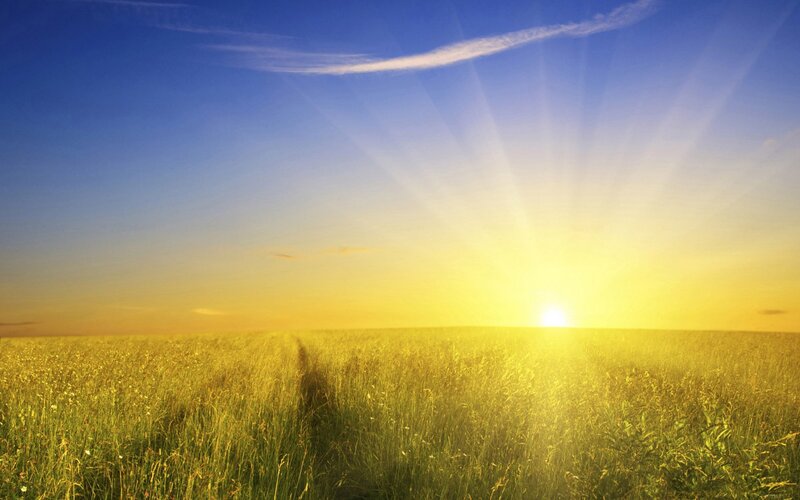Golden Field at Sunrise — Yellow