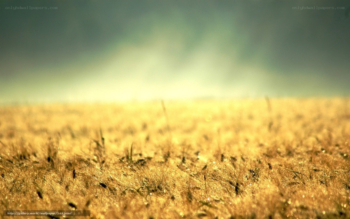 Golden field at sunrise