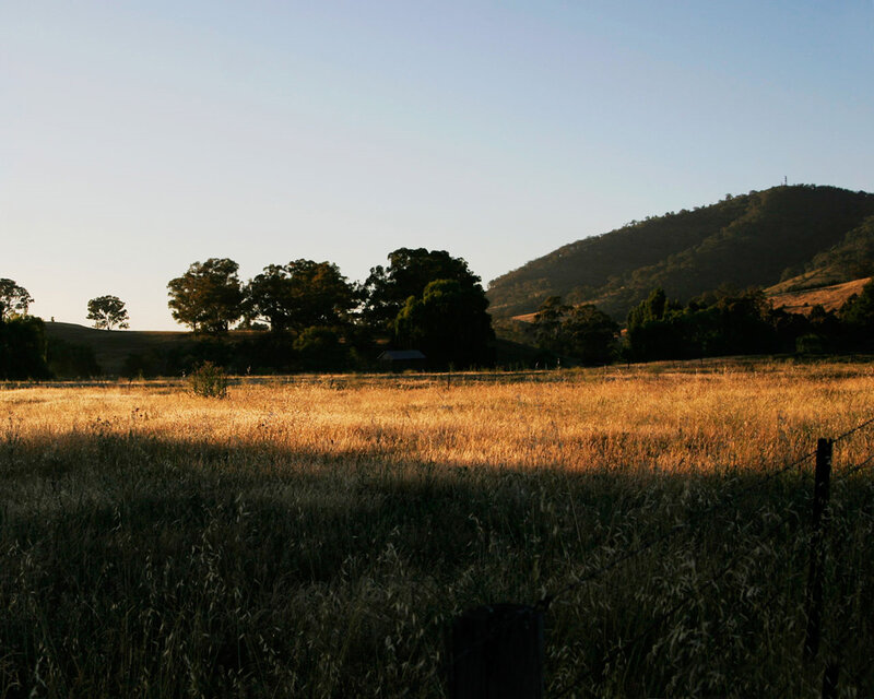 Golden field at sunset