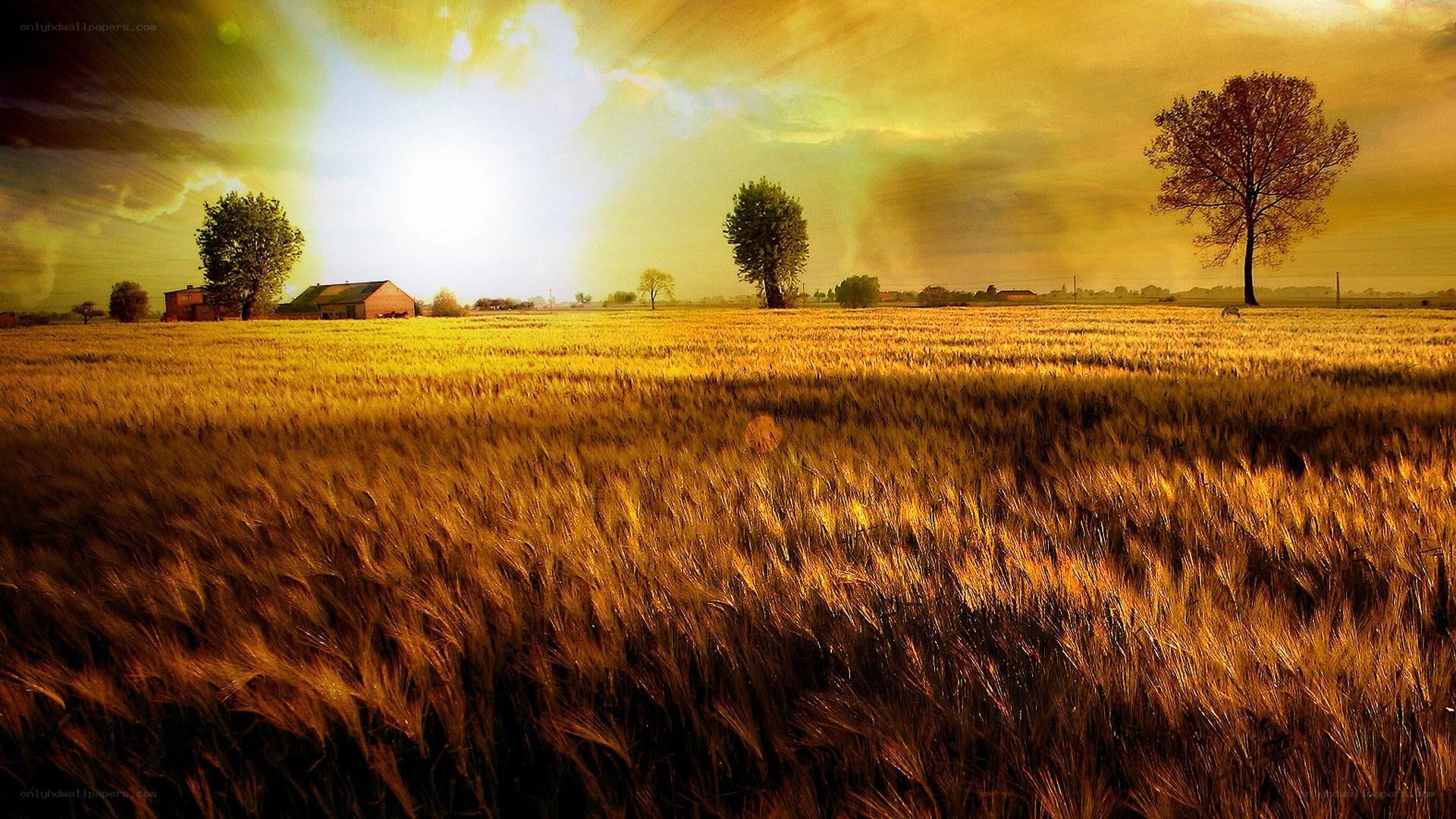 Golden field at sunset