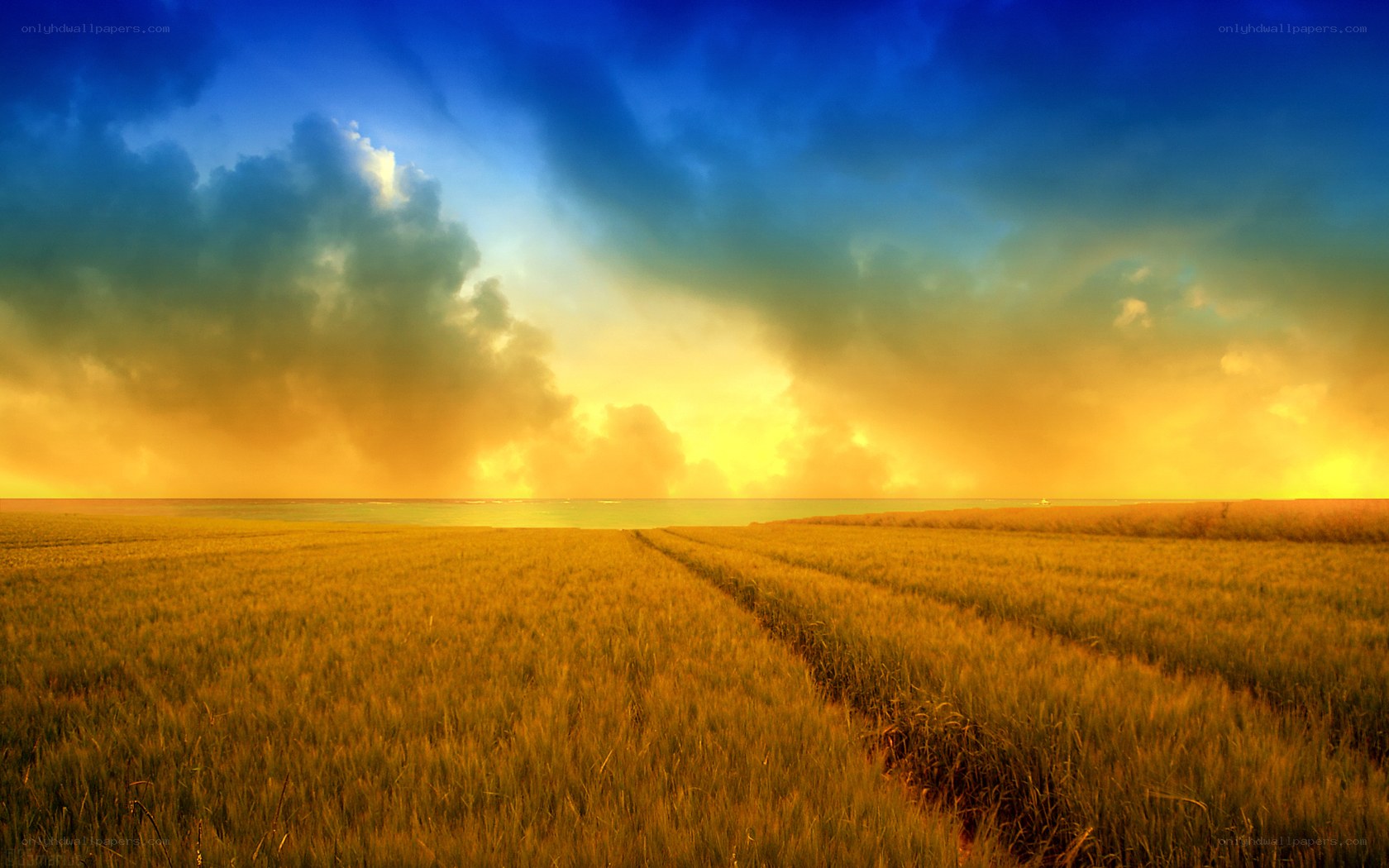 Golden field at sunset