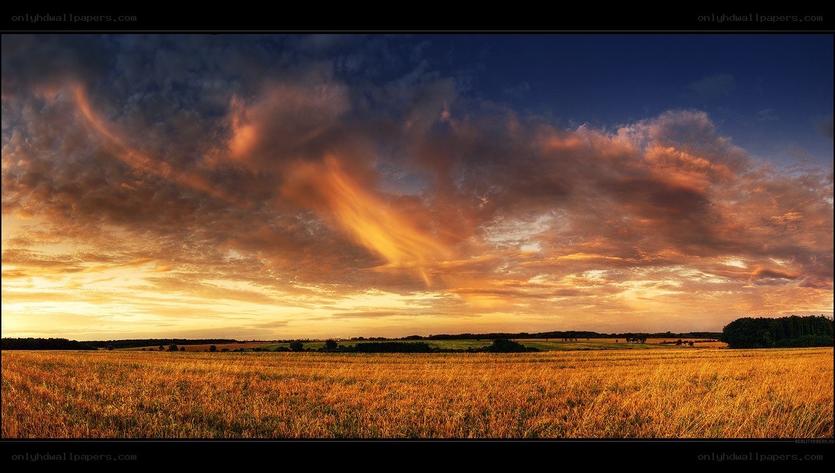 Golden field at sunset