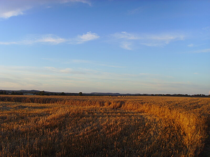 Golden field at sunset