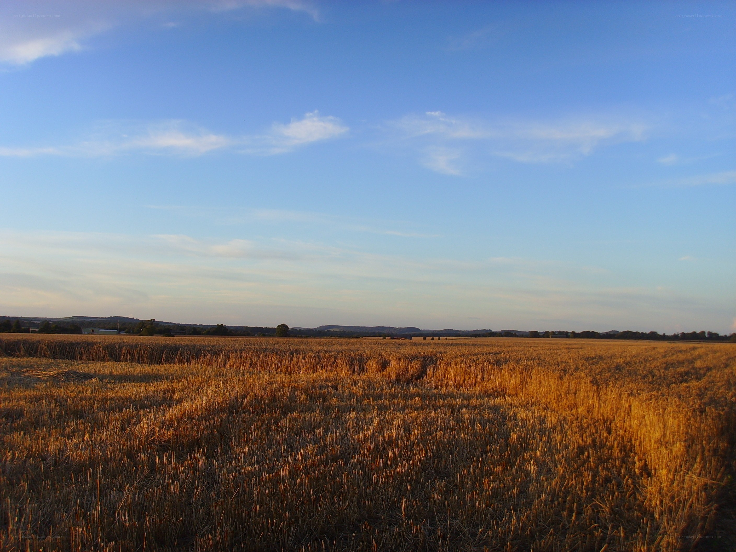 Golden field at sunset