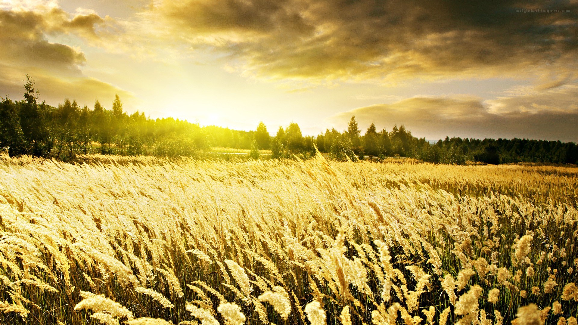 Golden field at sunset