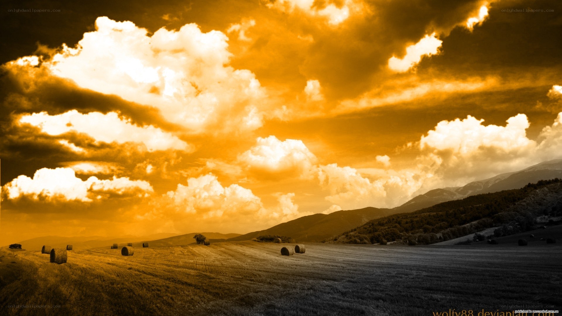 Golden field at sunset