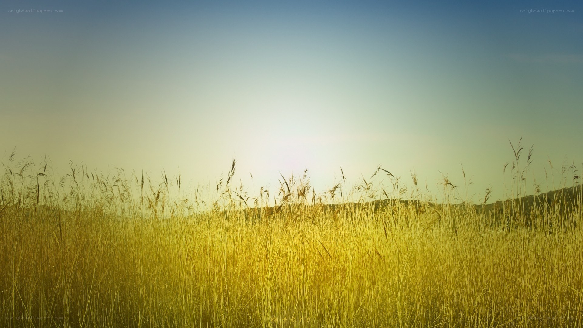 Golden field at sunset