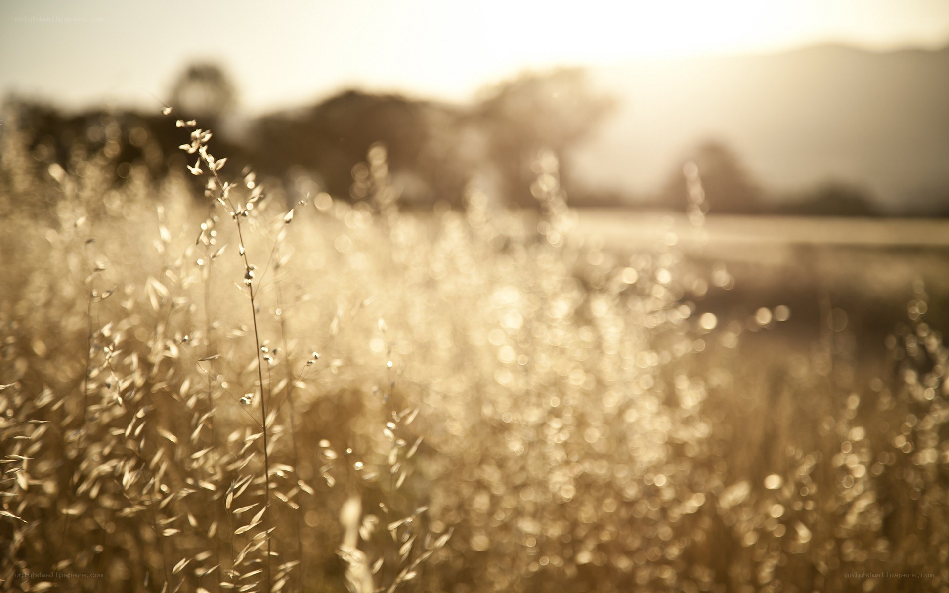 Golden field at sunset