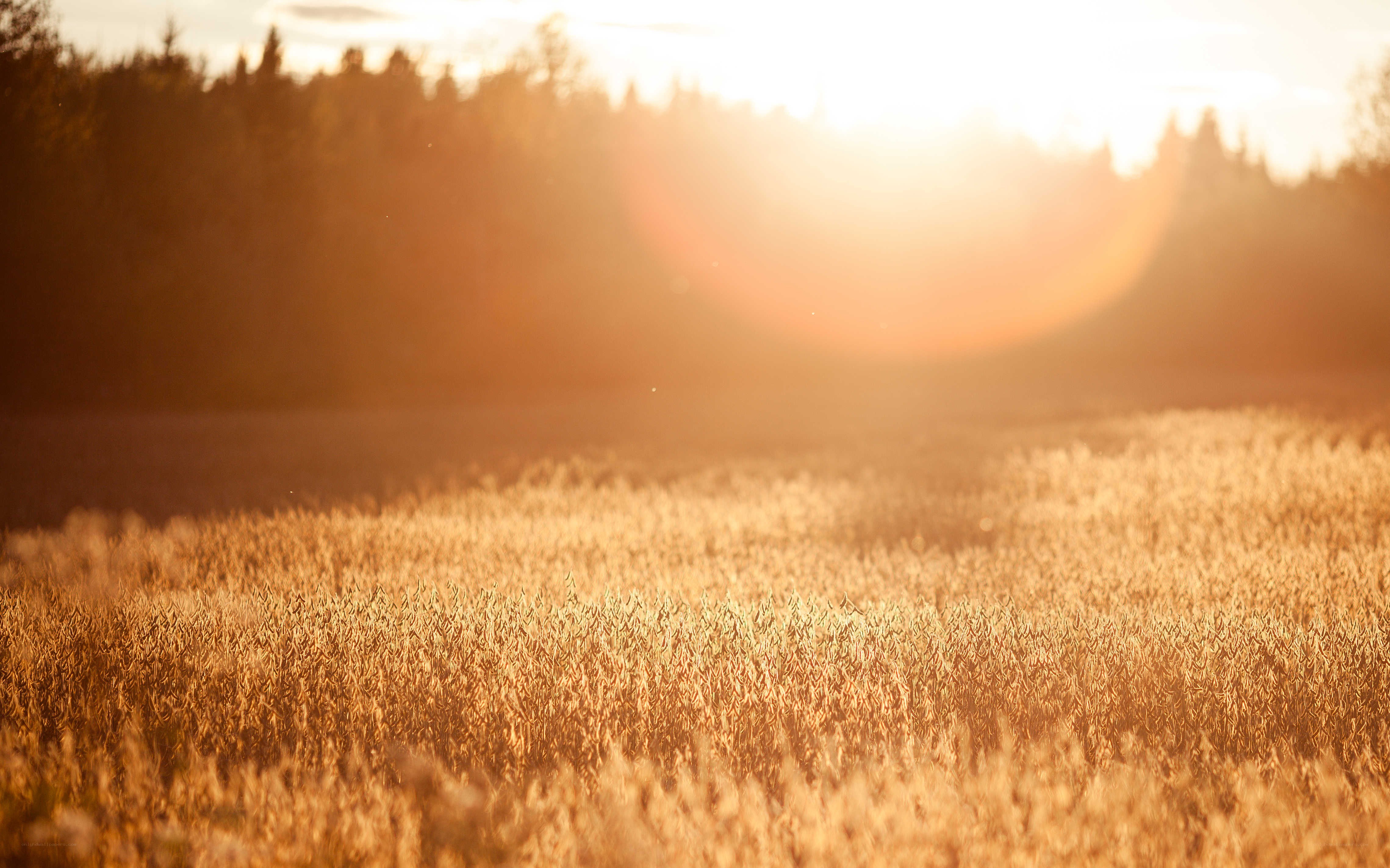 Golden field at sunset