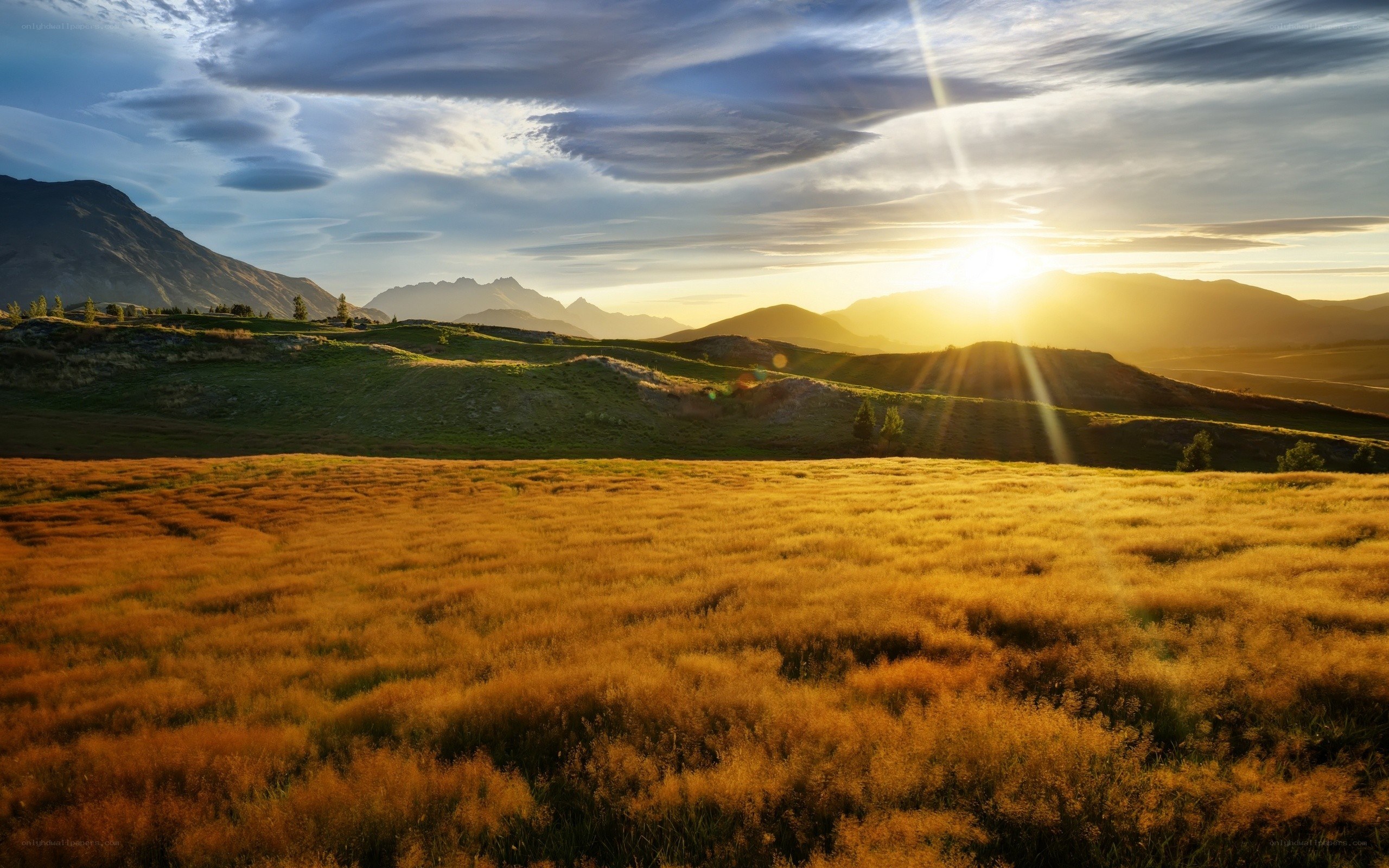 Golden field at sunset