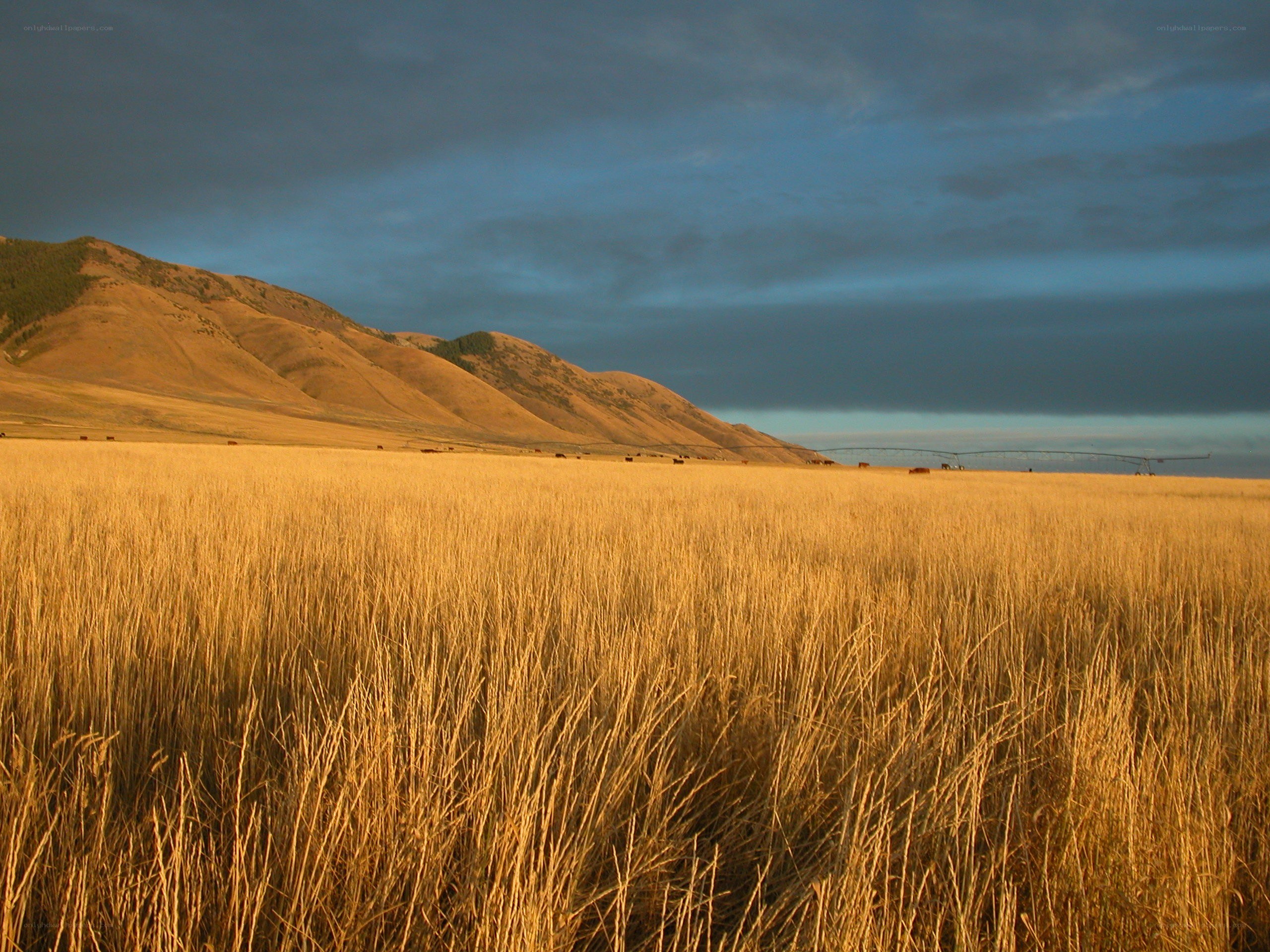 Golden field at sunset