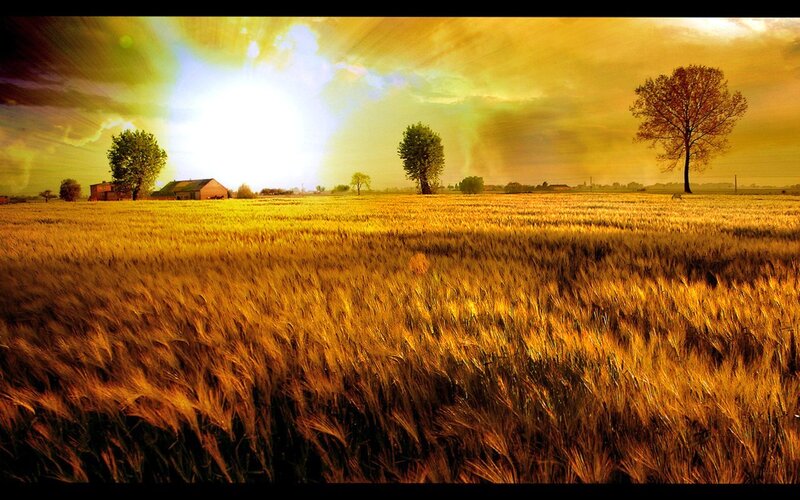 Golden field at sunset