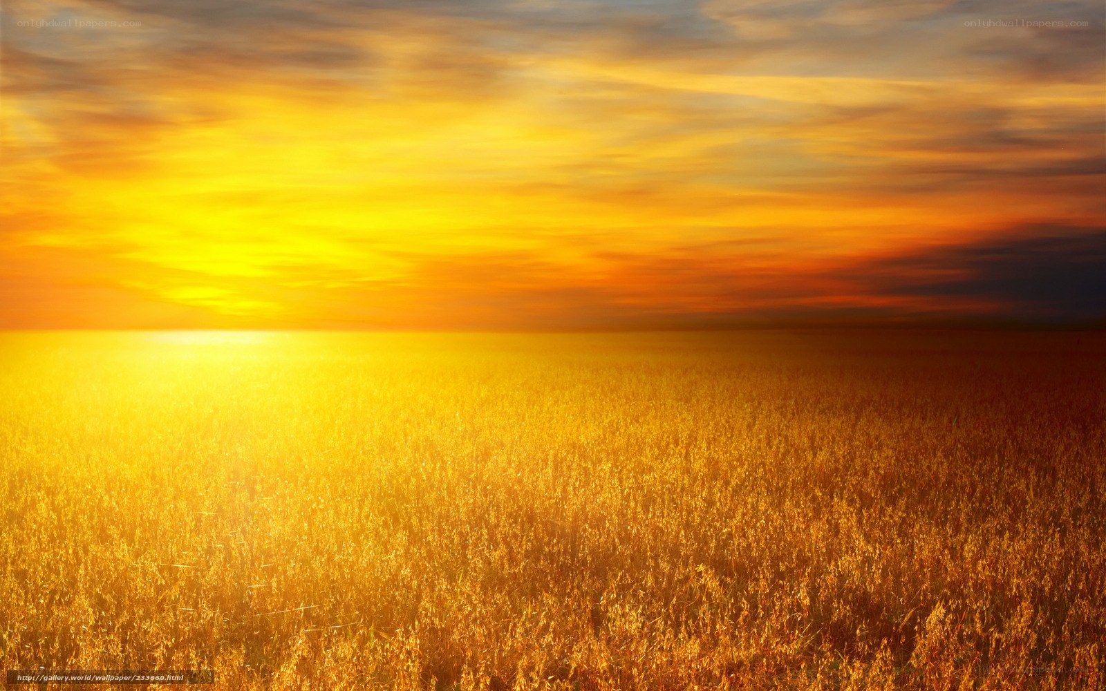 Golden field at sunset
