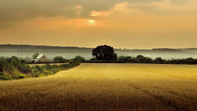 Golden field at sunset