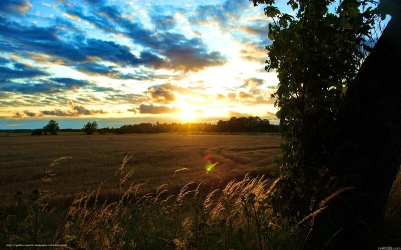 Golden Field at Sunset — Blue, Serene