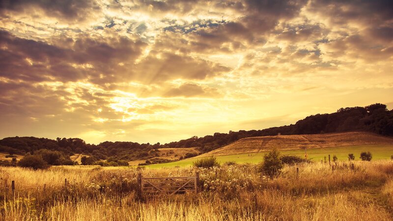 Golden Field at Sunset — Gold, Dramatic, Photograph, Gate