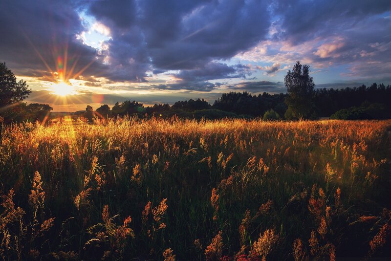 Golden Field at Sunset — Gold, Dramatic, Photograph, Sun, Clouds