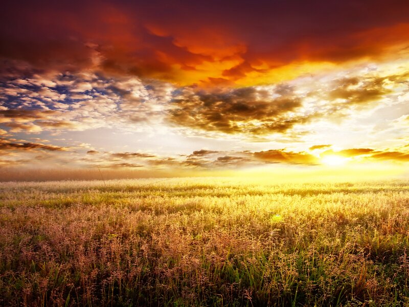 Golden Field at Sunset — Gold, Dramatic, Photograph