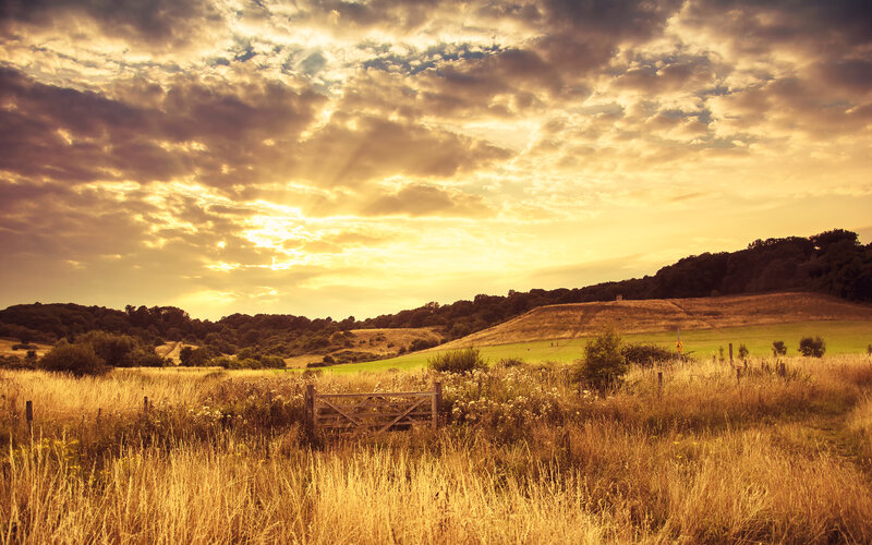 Golden Field at Sunset — Gold, Dramatic