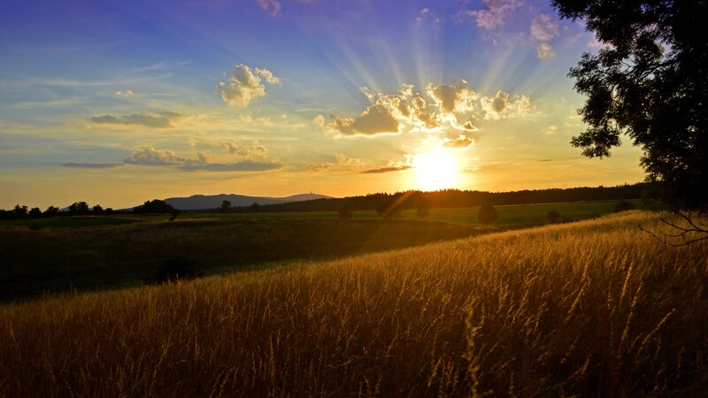 Golden Field at Sunset — Gold, Serene