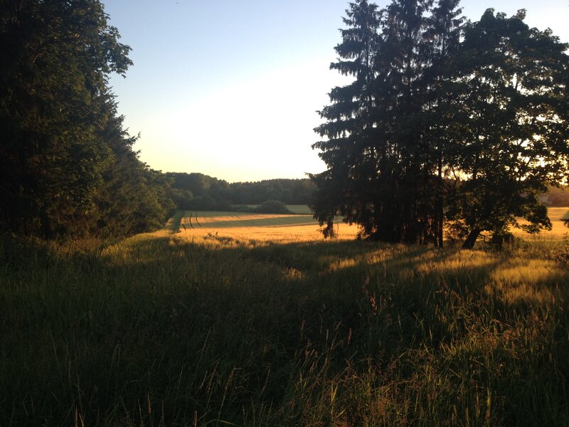 Golden Field at Sunset — Green