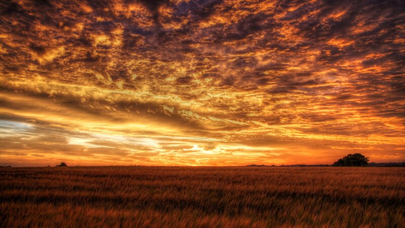 Golden Field at Sunset — Orange, Dramatic