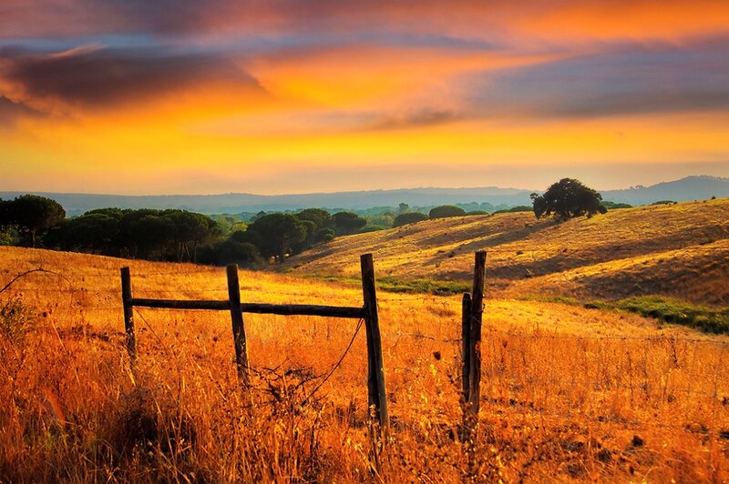 Golden Field at Sunset — Orange