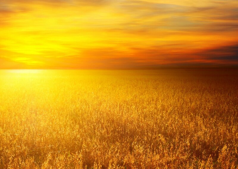 Golden Field at Sunset — Yellow, Serene, Photograph, Sky, Sun