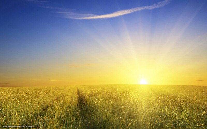 Golden Field at Sunset — Yellow, Serene, Photograph, Sun