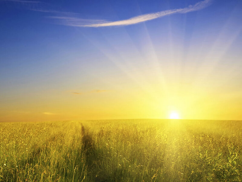 Golden Field at Sunset — Yellow