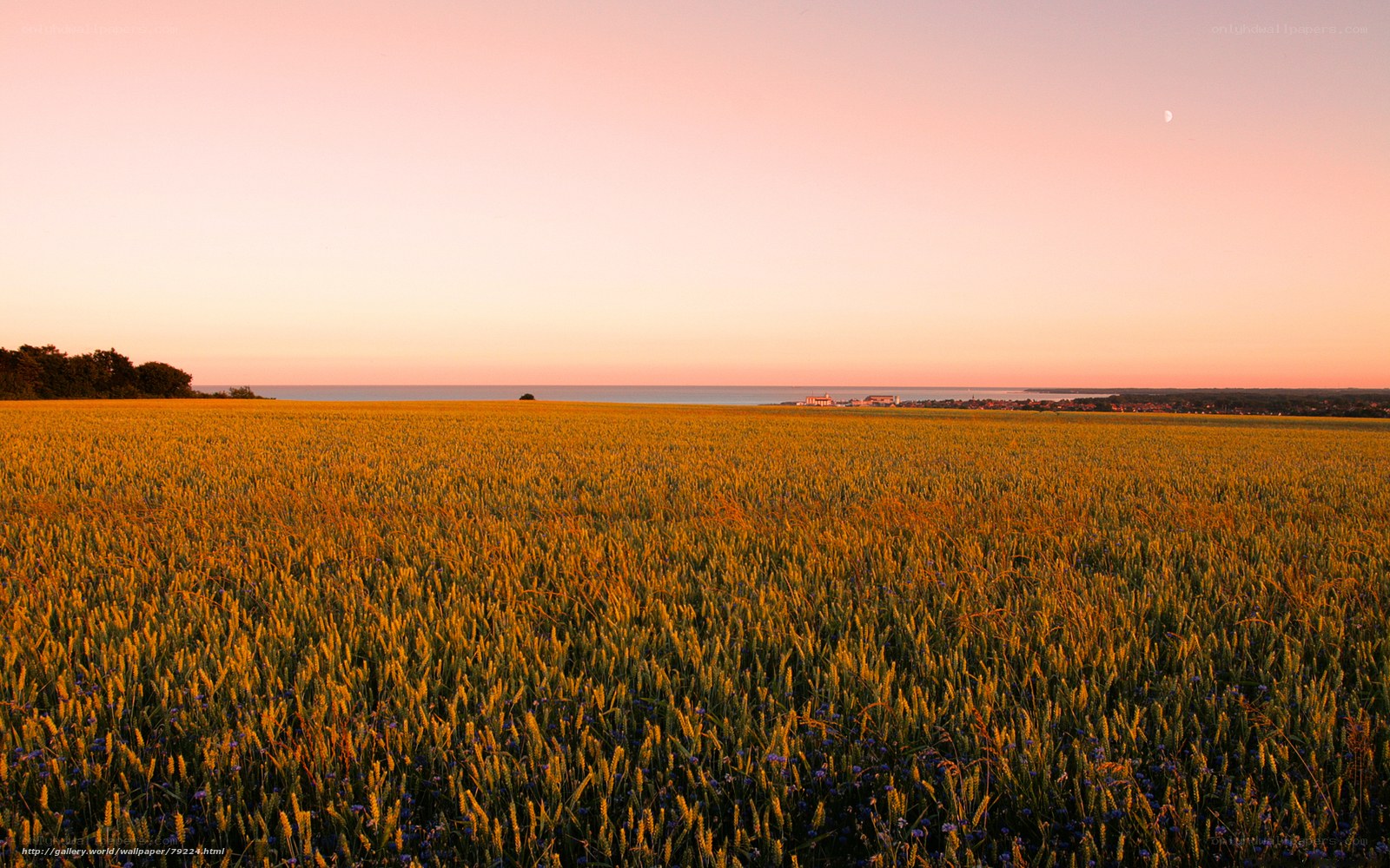 Golden field at sunset