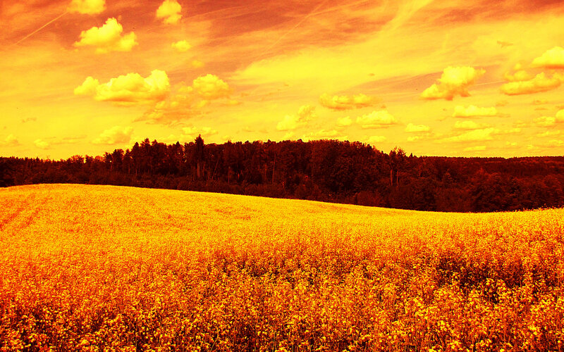 Golden Field of Flowers