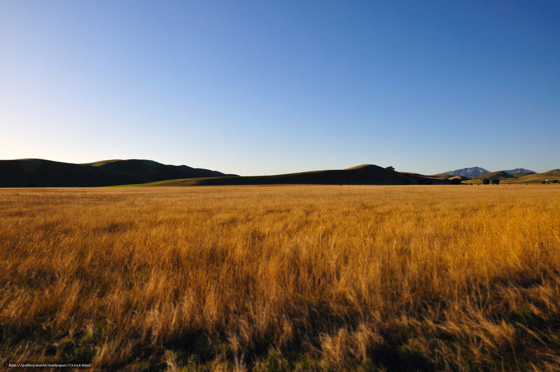 Golden Field of Grass